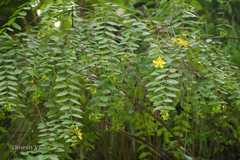 Hypericum oblongifolium